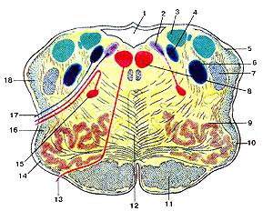  
  Рис. 351. Продолговатый моя (medulla oblongata ).
  Поречный разрез на уровне олив.
  I-четвертый желудочек; 2-дорса.чыюе ядро блуждающего нерва; 3-ядро вестибулярною 
  нерва; 4-ЯДрО ОДИНОЧНОГО пути; 5-задний (дорсальный) спинно-мозжечковый пугь; 
  6-спинномозговое ядро тройничною нерва; 7-спинно-моЗГОВОЙ путь тройничного нерва; 
  8-ядро подъязычного нерва; 9-оливное ядро; 10-о.чива; 11-корКОВО-СПИННОМОЗГОВОЙ 
  пугь (пирамидный); 12-медиальная петля; 13-ПОДЪЯЗЫЧНЫЙ нерв; 14-передние наружные 
  дуговые волокна; 15-двойное ядро; 16-спинно-таламический и спинно-по-крышечный 
  пути; 17-блуждающий нерв; 18-вентральпый (передний) спинно-мозжечковый путь.
  Fig. 351. Продолговатый мозг. Поречный разрез на уровне олив. 1-IV ventriculus; 
  2-nucleus dorsalis nervi vagii; 3-nucleus vcstibularis; 4-nucleus solitarius; 
  5-traetus spinocerehellaris posterior (dorsalis); 6-nucleus spinalis nervi trigemini; 
  7-tractus spinalis nervi trigemini; 8-nucleus nervi hypoglossi; 9-nucleus olivaris; 
  10-oliva; 11-tractus corti-cospinalis; 12-lemniscus medialis; 13-nervus hypoglossus; 
  14-llbrae arcuatae externae anteriores; 15-nucleus atnbiquus; 16-tractus spinothalamicus 
  et spinotectalis; 17-nervus vagus; 18-tractus spin-occrebellaris ventralis (anterior).
  Fig. 351. Myelencephalon. Transverse section at a level of the olives. 1-fonh 
  ventricle; 2-dorsal nucleus of vagus nerve; 3-nucleus of vestibu-lar nerve (vestibular 
  nucleus); 4-solitary nucleus; 5-posterior dor-socerebellar tract; 6-spinal nucleus 
  of trigeminal nerve; 7-spinal tract of trigeminal nerve; 8-nucleus of hypoglossal 
  nerve; 9-olivary; 10-olive; 1 l-corticospinal tract; 12-medial lemniscus; 13-hypoglossal 
  nerve; 14-anterior external arcuate fibres; 15-nucleus ambiquus; 16-spinothalam-ic 
  and spinotectal tracts; 17-vagus nerve; 18-ventral spinocerebellar tract.